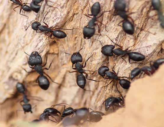 ant control wavell heights