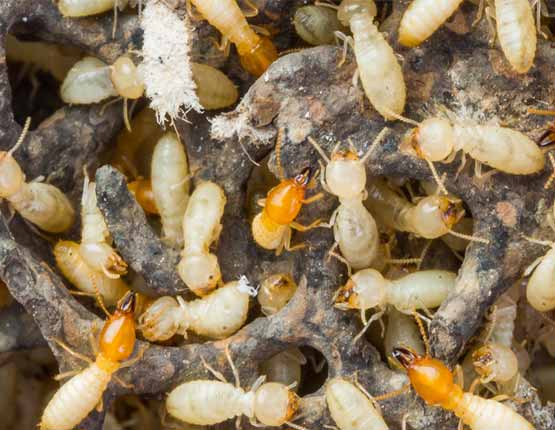 termite control wavell heights